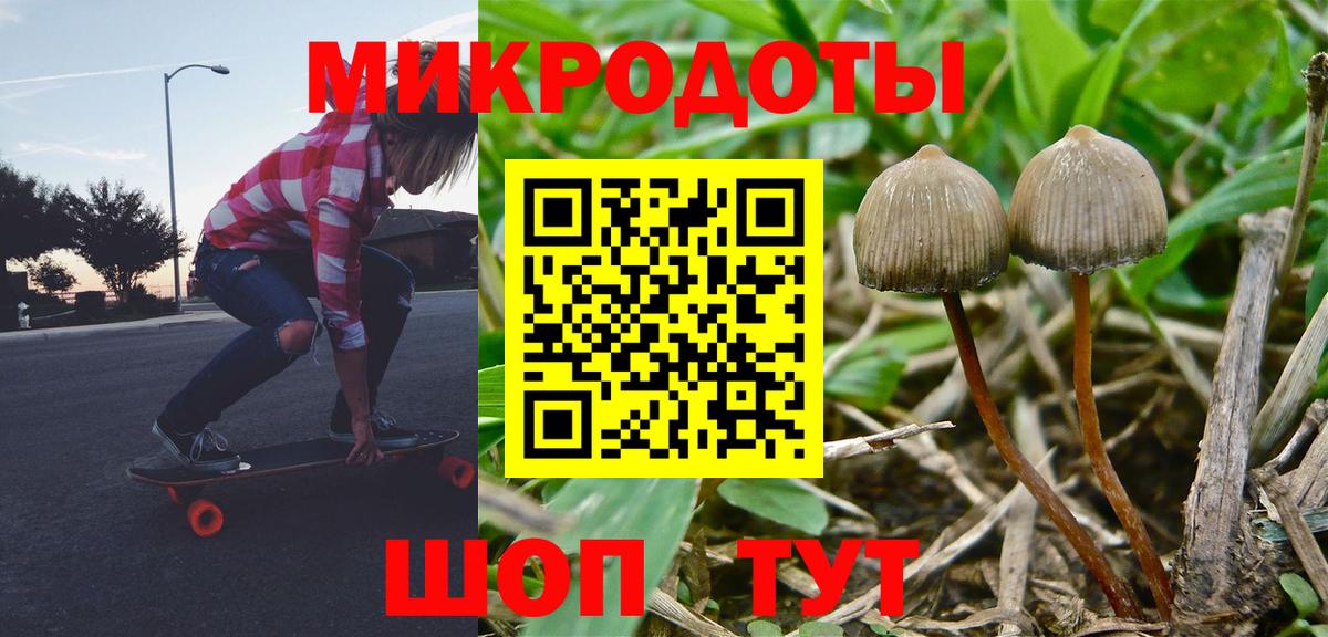Галлюциногенные грибы Psilocybe Киселёвск